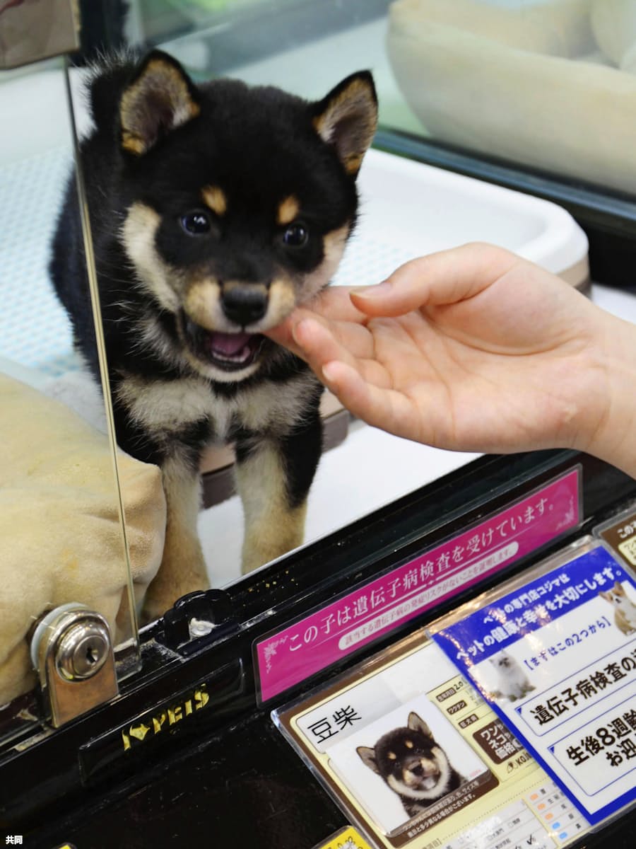 ペット販売 少し待って 犬猫は生後8週まで禁止へ 日本経済新聞
