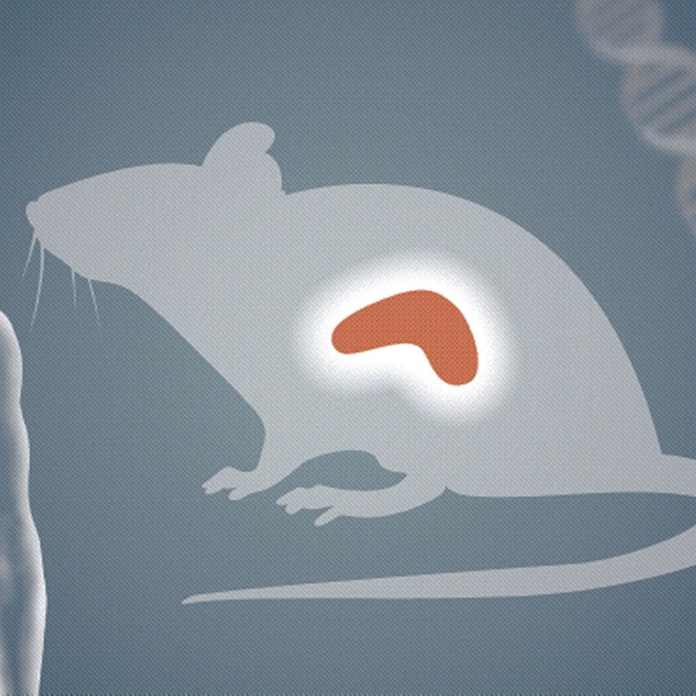 動物体内で人の臓器 文科相が東大の計画承認 日本経済新聞 動物体内で人の臓器 文科相が東大の計画承認 日本経済新聞