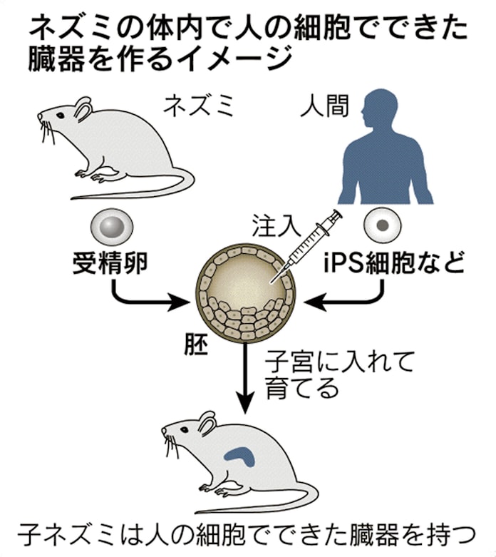 動物体内で人の臓器 文科相が東大の計画承認 日本経済新聞 動物体内で人の臓器 文科相が東大の計画承認 日本経済新聞