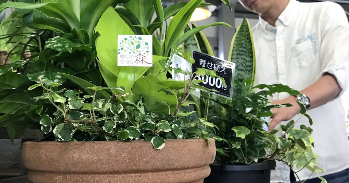 快適な 観葉植物 色や形の寄せ植え 愛媛で発売 日本経済新聞 快適な 観葉植物 色や形の寄せ植え 愛媛で発売 日本経済新聞