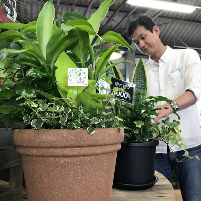 快適な 観葉植物 色や形の寄せ植え 愛媛で発売 日本経済新聞 快適な 観葉植物 色や形の寄せ植え 愛媛で発売 日本経済新聞