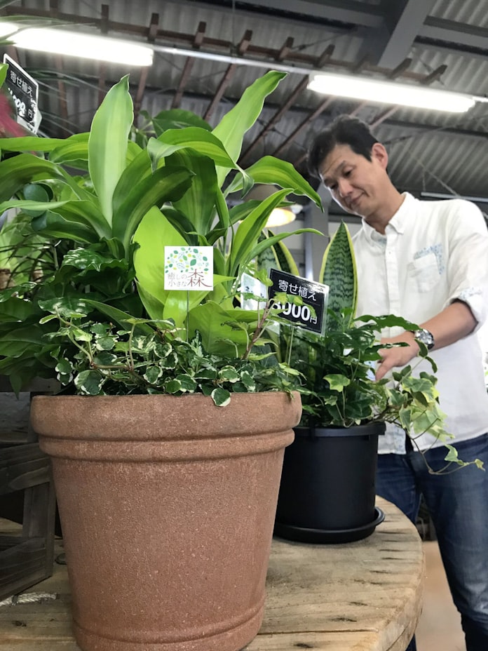快適な 観葉植物 色や形の寄せ植え 愛媛で発売 日本経済新聞 快適な 観葉植物 色や形の寄せ植え 愛媛で発売 日本経済新聞
