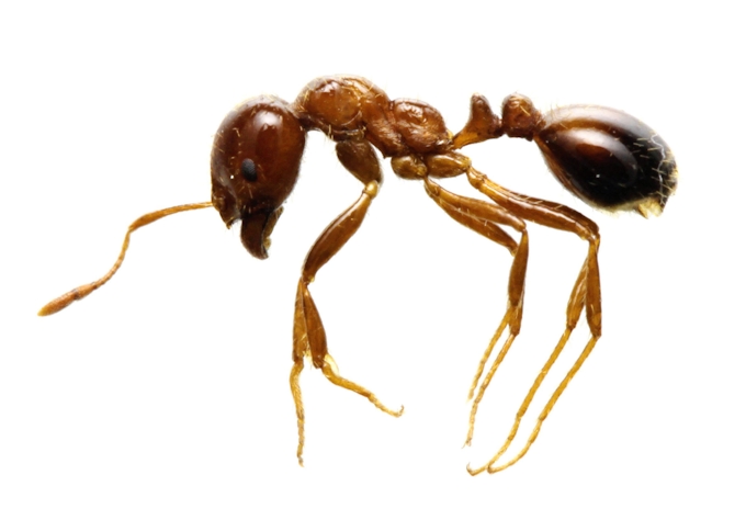 これ 強毒のヒアリ 見つけた虫はネットで確認 日本経済新聞