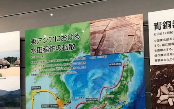 水田稲作が紀元前10世紀に九州北部に伝わったことを展示で示す(国立歴史民俗博物館)