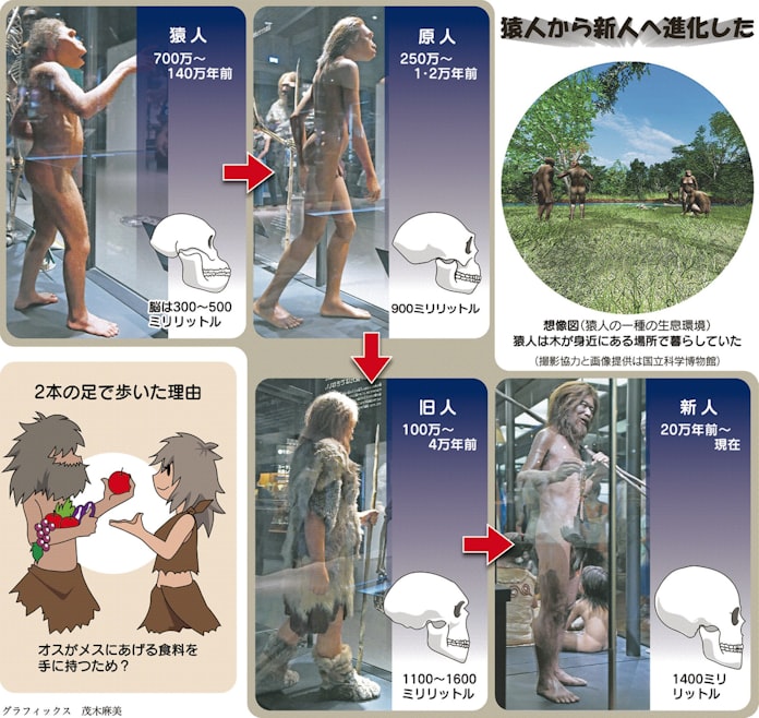 人類はいつ生まれたの 親子スクール 日本経済新聞 人類はいつ生まれたの 親子スクール 日本経済新聞