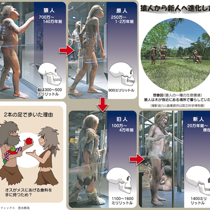 人類はいつ生まれたの 親子スクール 日本経済新聞 人類はいつ生まれたの 親子スクール 日本経済新聞