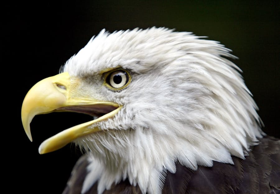 米 絶滅危惧種の保護規制を緩和 資源開発容易に 日本経済新聞