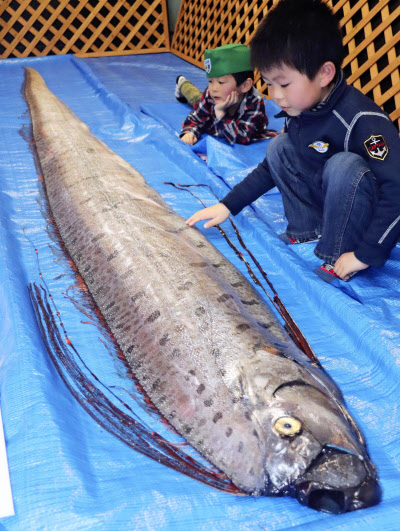 深海魚が現れると大地震 は迷信 東海大など検証 日本経済新聞