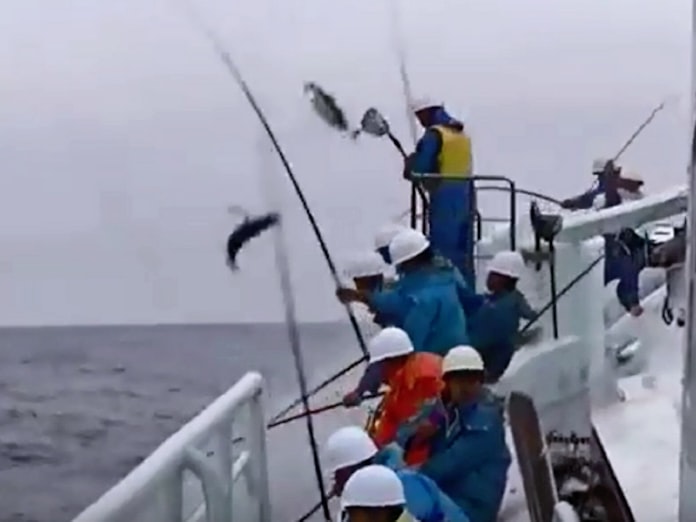 カツオ一本釣りにai活用 少ない漁獲でも採算 日本経済新聞 カツオ一本釣りにai活用 少ない漁獲でも採算 日本経済新聞