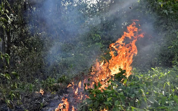 アマゾンでは違法伐採に伴う焼き畑農業で森林火災が急増している（北部パラ州）