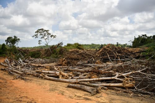 農地開発のため、伐採された木々が積まれていた(ブラジル北部パラ州)