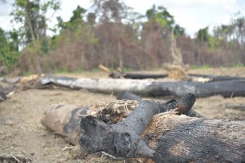 野焼きにより焦げた木(ブラジル北部パラ州)