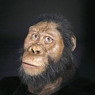 380万年前の猿人 こんな顔 頭蓋骨の化石復元 日本経済新聞
