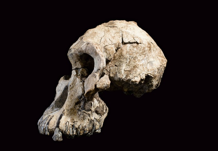 380万年前の猿人 こんな顔 頭蓋骨の化石復元 日本経済新聞 380万年前の猿人 こんな顔 頭蓋骨の化石復元 日本経済新聞