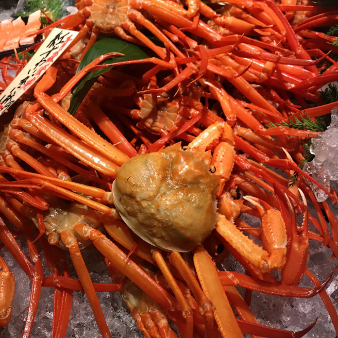 ベニズワイガニ 1匹最高10万円 兵庫 香住漁港で 日本経済新聞 ベニズワイガニ 1匹最高10万円 兵庫 香住漁港で 日本経済新聞