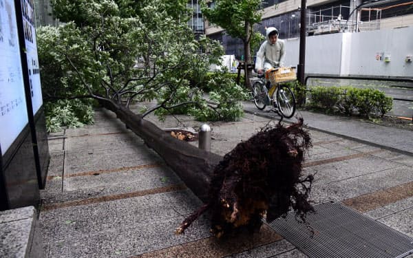 å¼·é¢¨ã§åããè¡è·¯æ¨¹ï¼9æ¥ååãæ±äº¬ã»å¤§æçºï¼