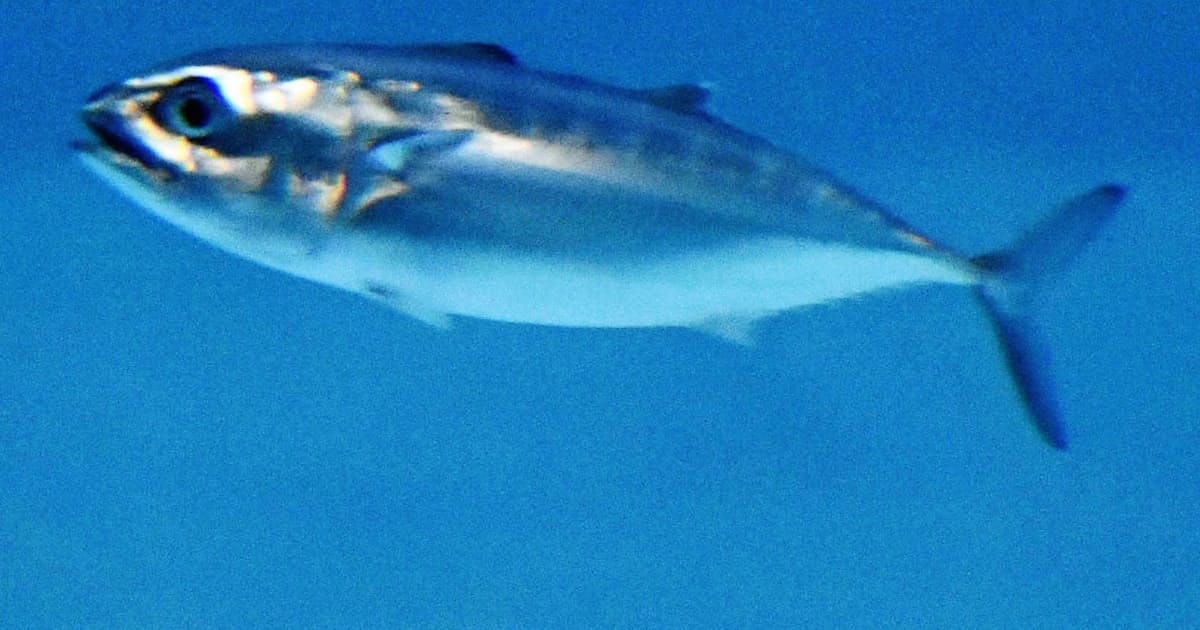 養殖マグロの稚魚 最後の1匹に 青森市の水族館 日本経済新聞 養殖マグロの稚魚 最後の1匹に 青森市の水族館 日本経済新聞