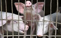 中国では豚肉の価格が7月から2倍近くに跳ね上がっている=ロイター