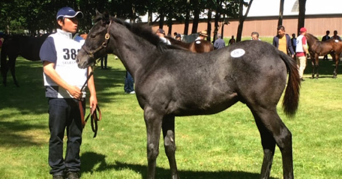 セレクトセール盛況 国内外に広がる名馬の血統 日本経済新聞