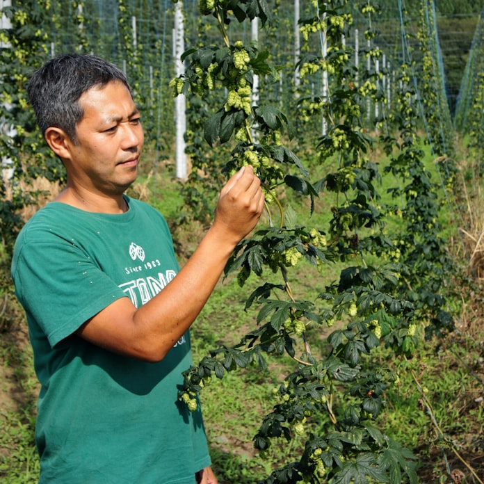 キリンの 遠野物語 ビール復権へ国産ホップ復活 日本経済新聞