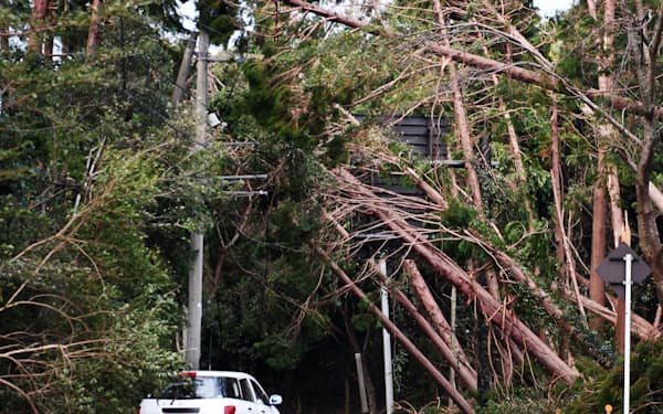 台風15号では倒木による停電が多かった（11日、千葉県君津市）