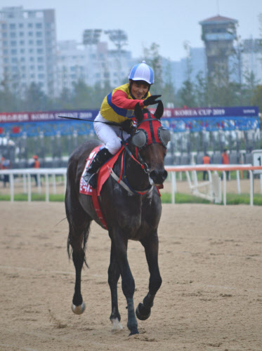 日韓対立 韓国競馬界に飛び火 日本馬不在で困惑も 日本経済新聞