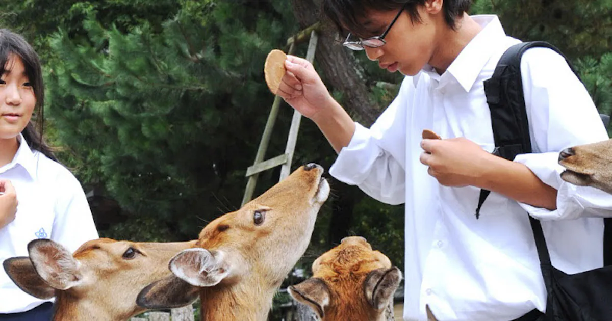 鹿せんべい50円値上げへ 奈良 消費増税で28年ぶり 日本経済新聞 鹿せんべい50円値上げへ 奈良 消費増税で28年ぶり 日本経済新聞