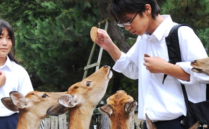 鹿せんべい50円値上げへ 奈良 消費増税で28年ぶり 日本経済新聞 鹿せんべい50円値上げへ 奈良 消費増税で28年ぶり 日本経済新聞