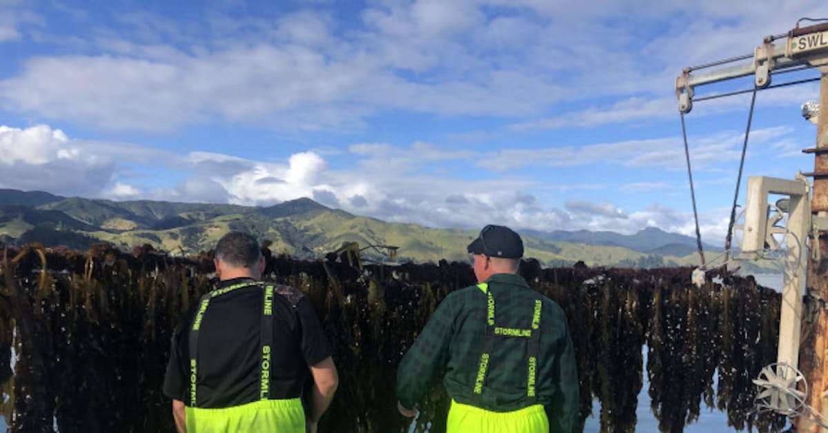 Nz産ワカメを輸入 カタオカ Nz首相同席し署名式 日本経済新聞