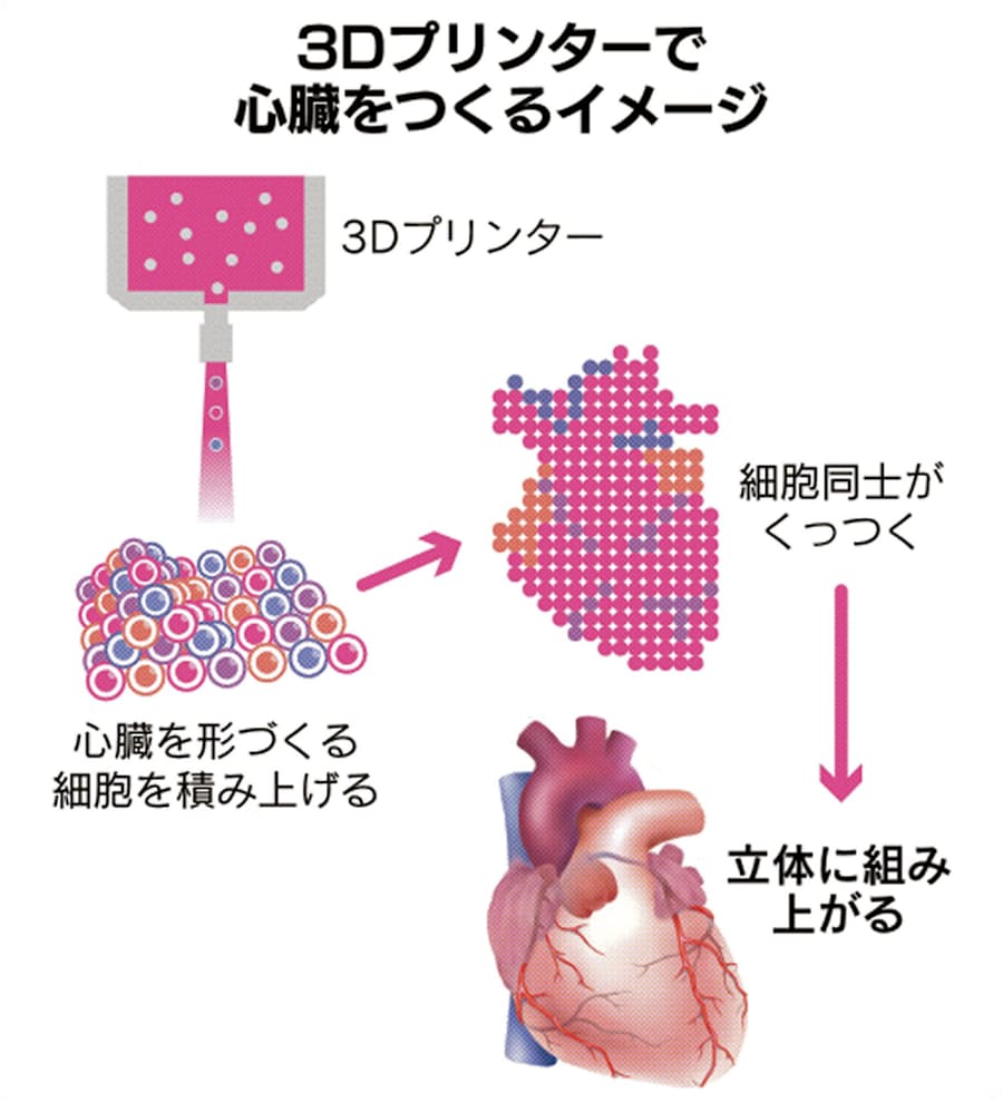 心臓が量産品に変わる日 3dプリンターで臓器 Kejifua3baのブログ 心臓が量産品に変わる日 3dプリンターで臓器 Kejifua3baのブログ