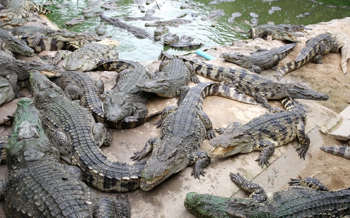 せかい旬景 倒産危機を救ったワニ肉bbq タイ 日本経済新聞 せかい旬景 倒産危機を救ったワニ肉bbq タイ 日本経済新聞