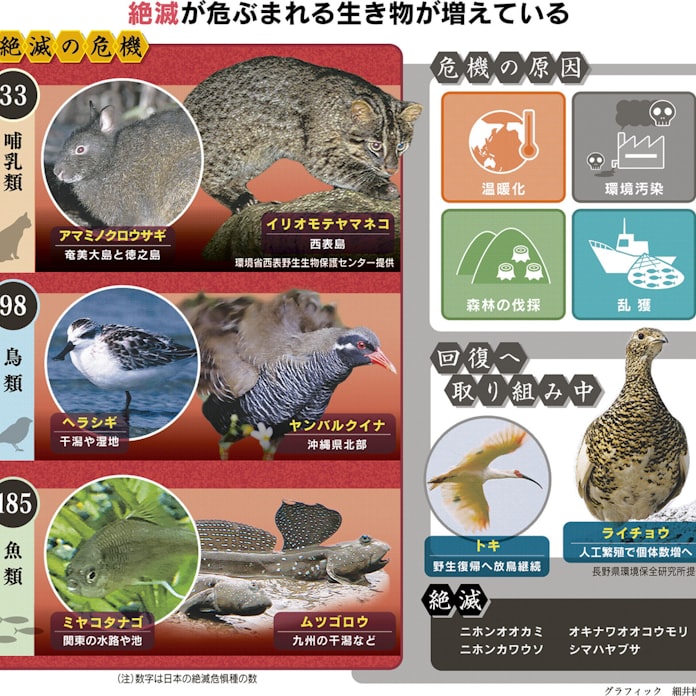 絶滅しそうな動物 なぜ増えてるの 親子スクール 日本経済新聞 絶滅しそうな動物 なぜ増えてるの 親子スクール 日本経済新聞