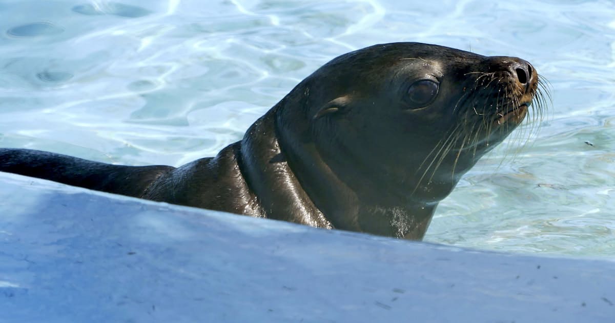 天王寺動物園 赤ちゃんアシカ無事保護 下水管で 日本経済新聞 天王寺動物園 赤ちゃんアシカ無事保護 下水管で 日本経済新聞