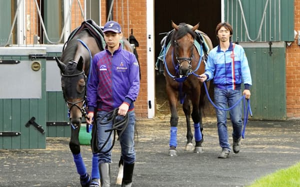 英国のニューマーケットで調整する日本調教馬のフィエールマン（前）とブラストワンピース（平松さとし氏提供）=共同