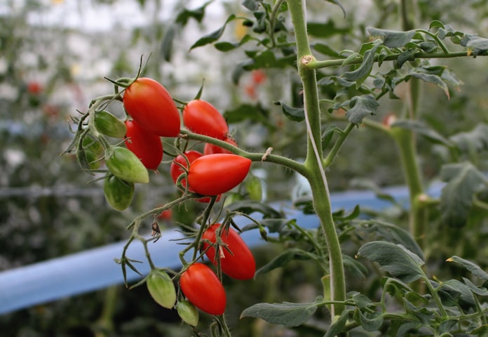 苗販売のパナプラス 高糖度トマト本格生産 日本経済新聞 苗販売のパナプラス 高糖度トマト本格生産 日本経済新聞