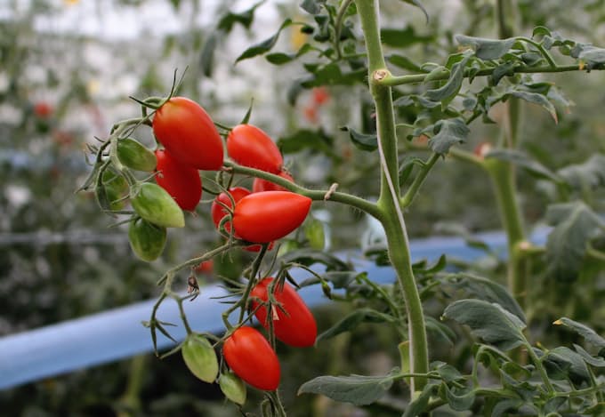 苗販売のパナプラス 高糖度トマト本格生産 日本経済新聞