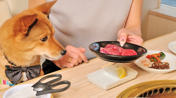 ウィズペット 犬も焼肉食べ放題 都内など5店舗で 日本経済新聞 ウィズペット 犬も焼肉食べ放題 都内など5店舗で 日本経済新聞