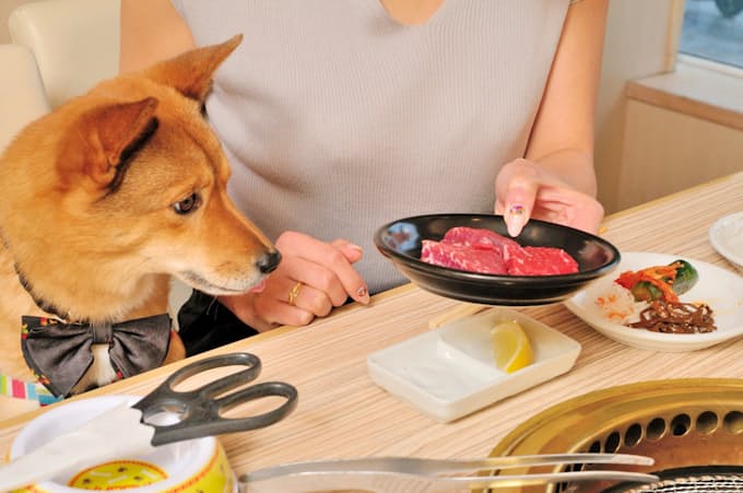 ウィズペット 犬も焼肉食べ放題 都内など5店舗で 日本経済新聞