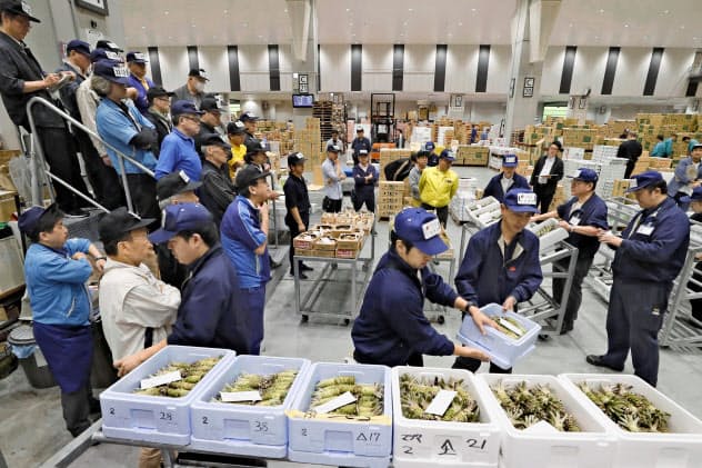 開場から1年を迎えた豊洲市場で行われたワサビやマツタケの競り(11日)=共同 開場から1年を迎えた豊洲市場で行われたワサビやマツタケの競り(11日)=共同
