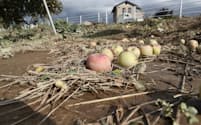 浸水被害を受け、地面に落ちたリンゴ（15日、長野市）