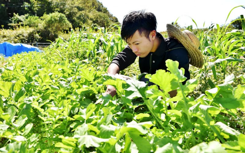 野菜やコメを無肥料・無農薬で育て、家庭やレストランに直接販売する 野菜やコメを無肥料・無農薬で育て、家庭やレストランに直接販売する