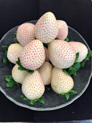 白イチゴ新品種は ミルキーベリー 栃木県が発表 日本経済新聞 白イチゴ新品種は ミルキーベリー 栃木県が発表 日本経済新聞