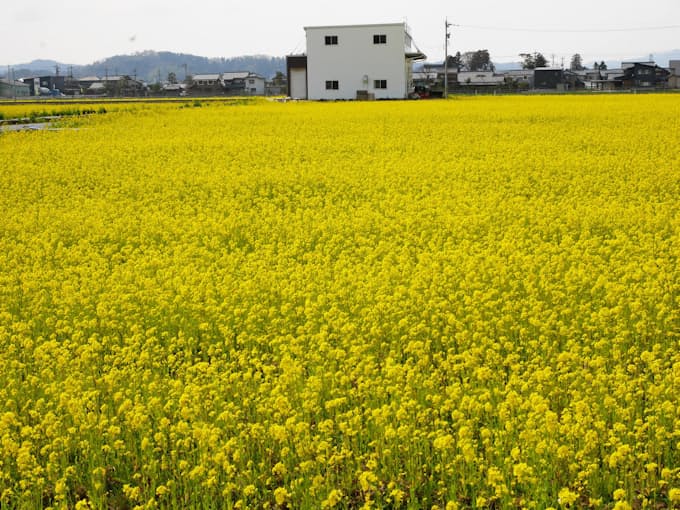 Ja全農 肥料値下げ 19年11 年5月出荷分 原料安を反映 日本経済新聞