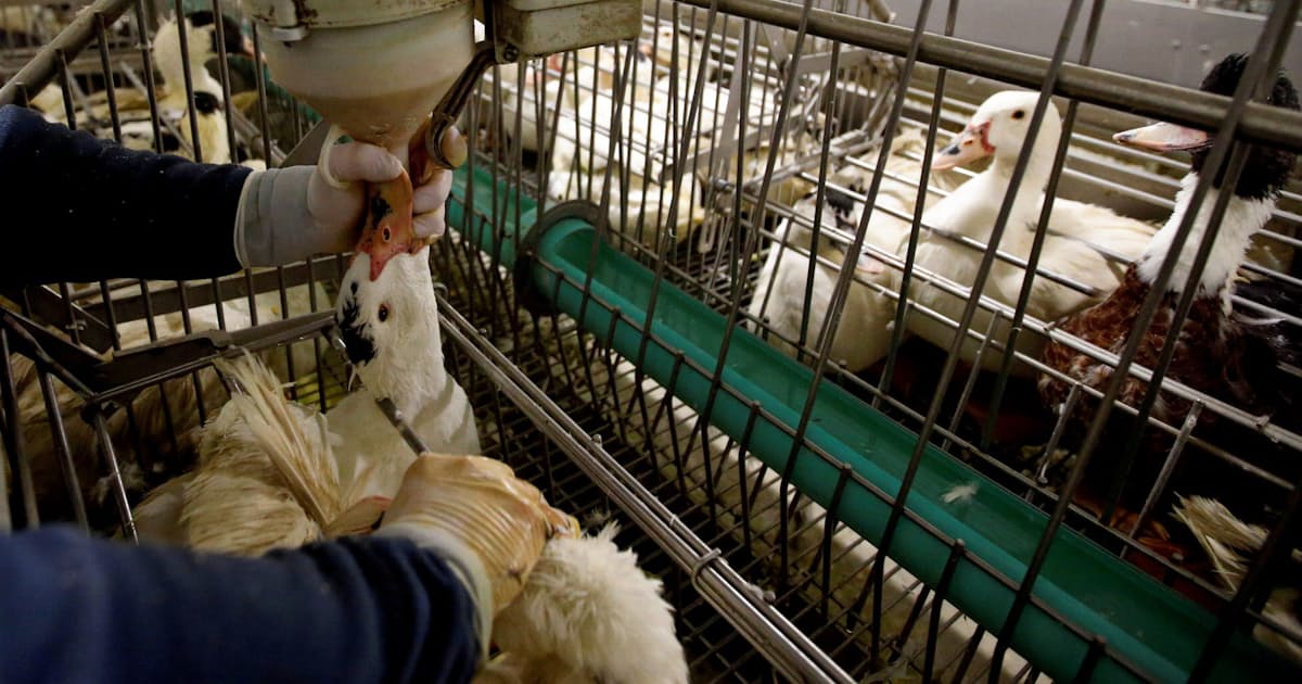 Nyでフォアグラ提供禁止 22年から 動物虐待批判受け 日本経済新聞