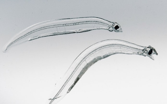 近畿大学 ウナギ人工ふ化成功 4年後飲食店提供へ 日本経済新聞 近畿大学 ウナギ人工ふ化成功 4年後飲食店提供へ 日本経済新聞