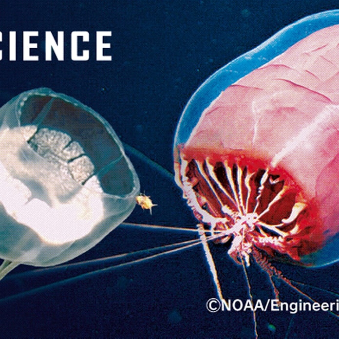深海にはクラゲがいっぱい 謎の生態 鮮明画像で探る 日本経済新聞 深海にはクラゲがいっぱい 謎の生態 鮮明画像で探る 日本経済新聞