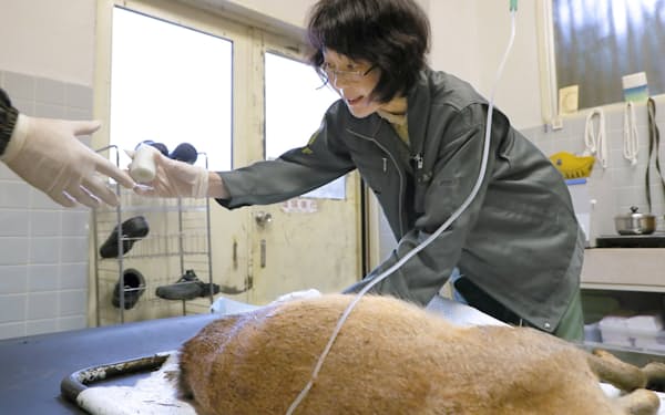けがをした鹿を治療する獣医師の丸子理恵さん（奈良市の奈良の鹿愛護会）
