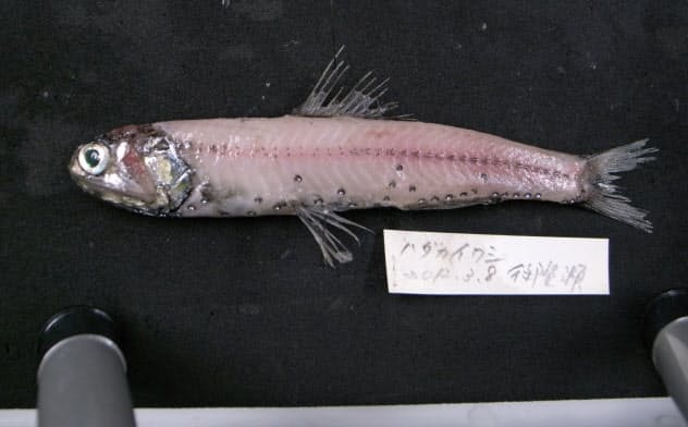 網にかかるとうろこや皮膚がはがれた状態で水揚げされることから「ハダカイワシ」の名がついた。イワシとあるがイワシの仲間ではない。腹側にスポット状に並ぶ黒い点が発光器(中部大学の大場裕一教授提供) 網にかかるとうろこや皮膚がはがれた状態で水揚げされることから「ハダカイワシ」の名がついた。イワシとあるがイワシの仲間ではない。腹側にスポット状に並ぶ黒い点が発光器(中部大学の大場裕一教授提供)