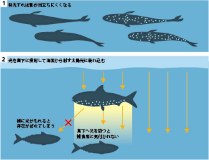 光って身を隠す 深海魚ハダカイワシ 日本経済新聞 光って身を隠す 深海魚ハダカイワシ 日本経済新聞