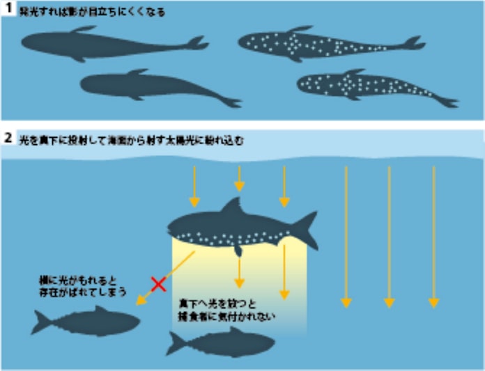 光って身を隠す 深海魚ハダカイワシ 日本経済新聞